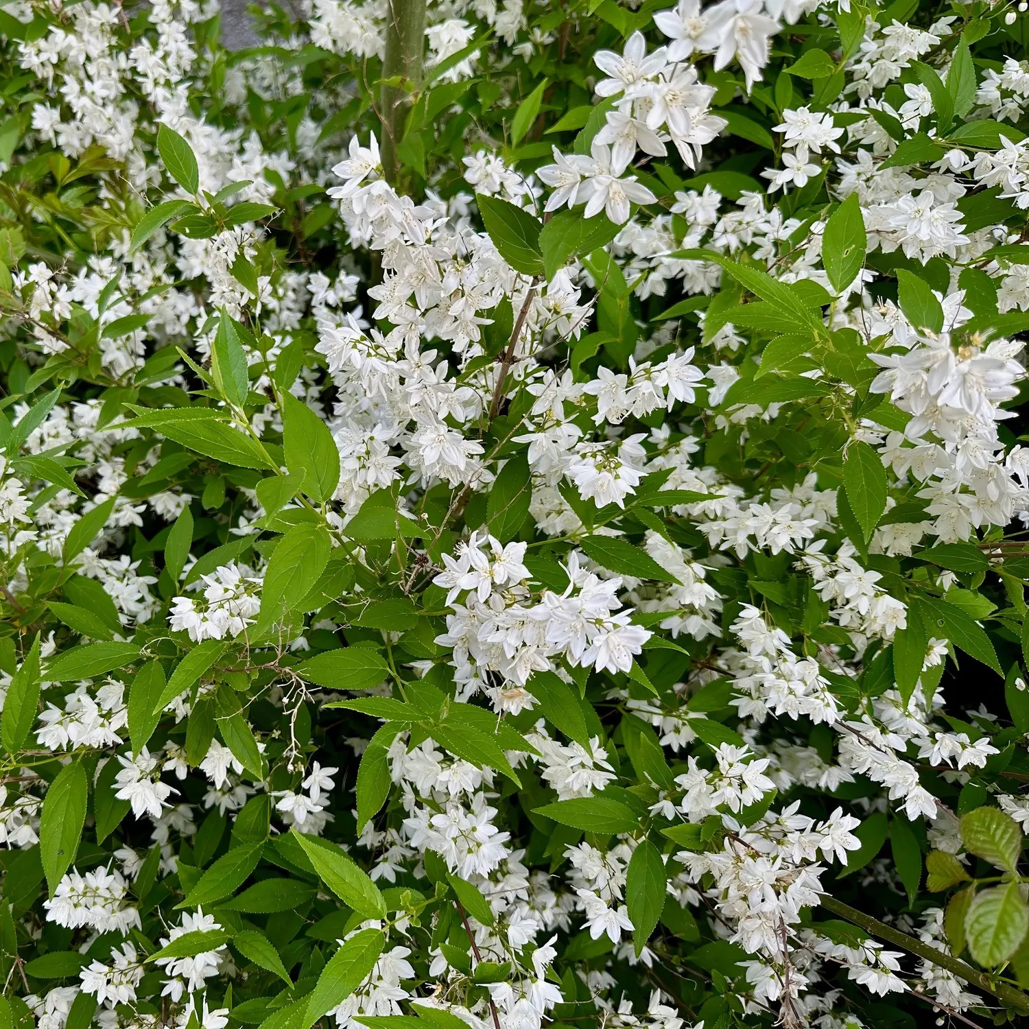 Plant and Stories Deutzia Gracilis arbuste pot 17 cm