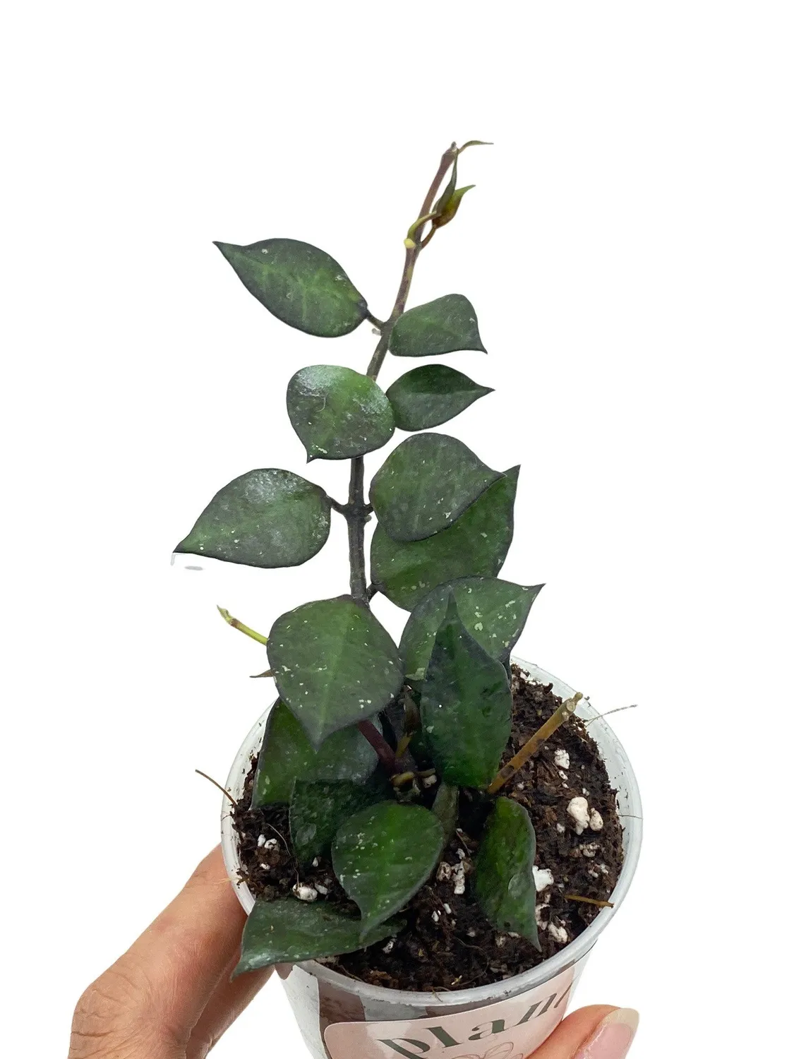 Plant and Stories Black Leaf hoya noir pot 6 cm
