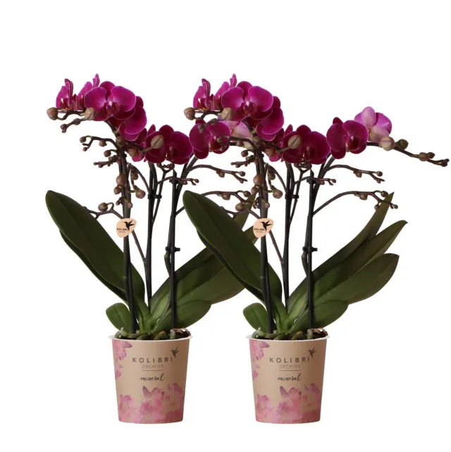 Plant and Stories Phalaenopsis Morelia Orchidée Duo Violet