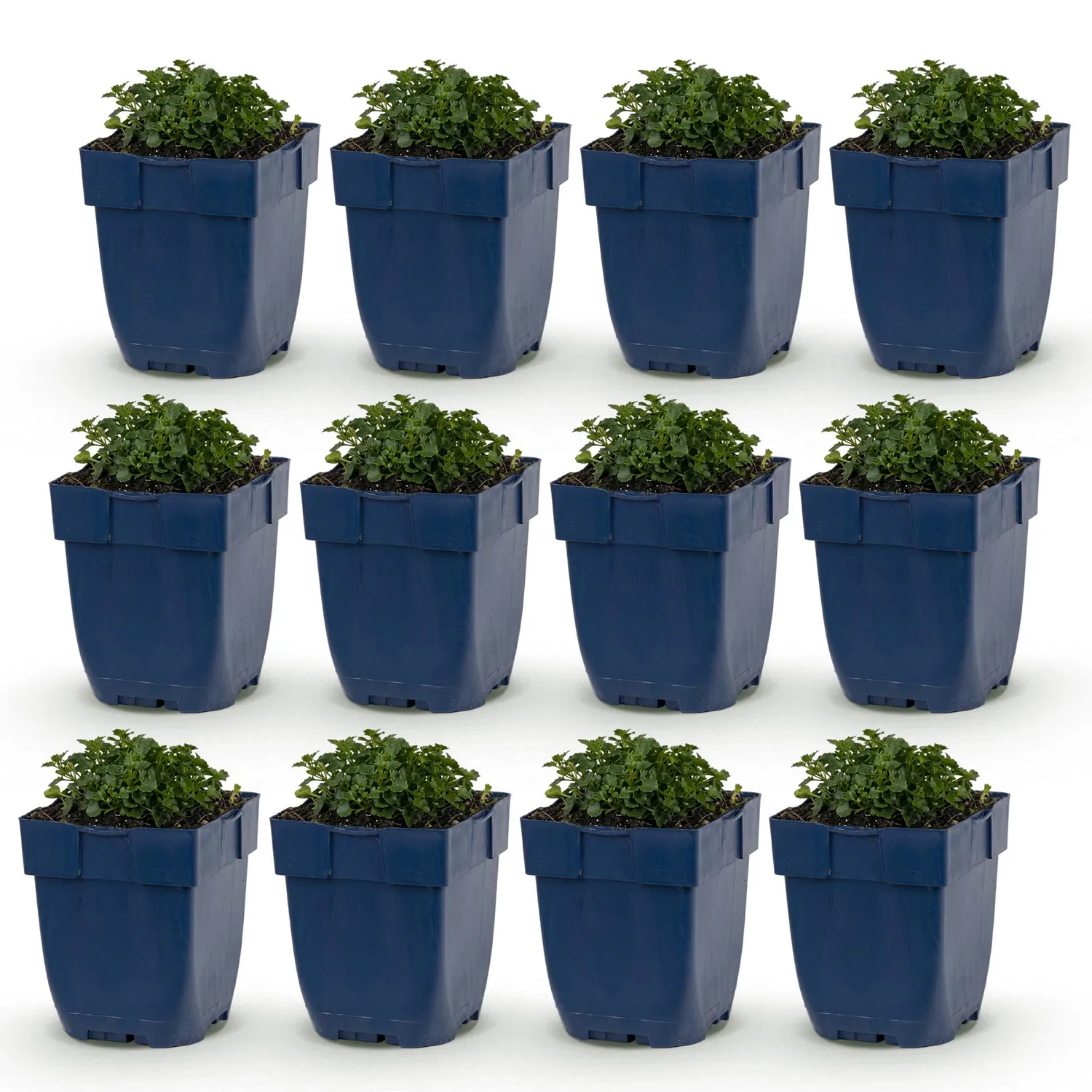 PLANT AND STORIES Campanule des murs couvre-sol 1 plant pot 11 cm