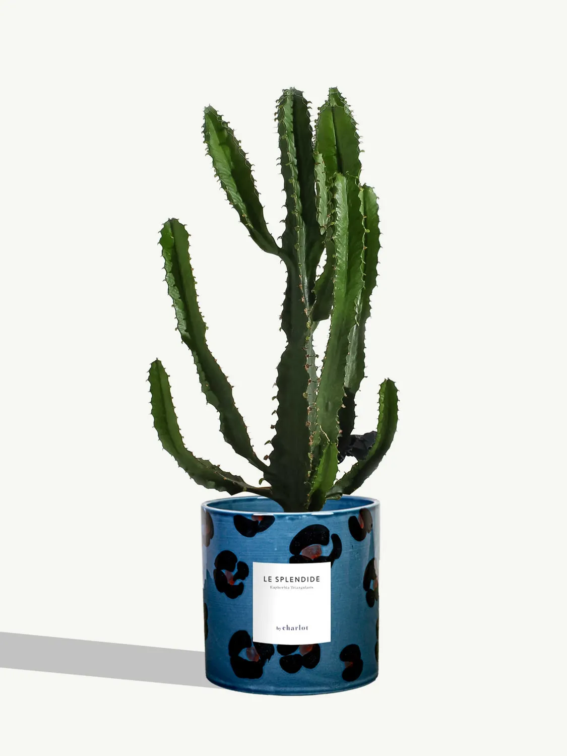 By Charlot Le Splendide euphorbe plante pot 14 cm soleil