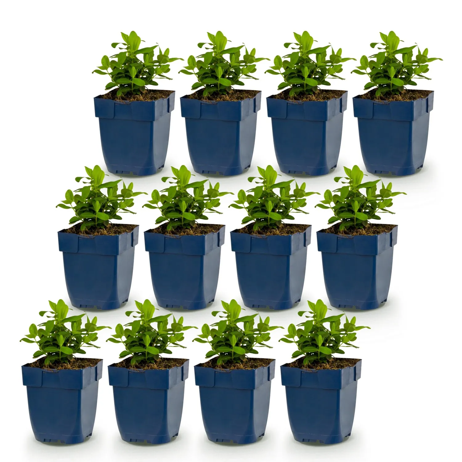 Plant and Stories Millepertuis Hypericum couvre-sol pot 11 cm jaune