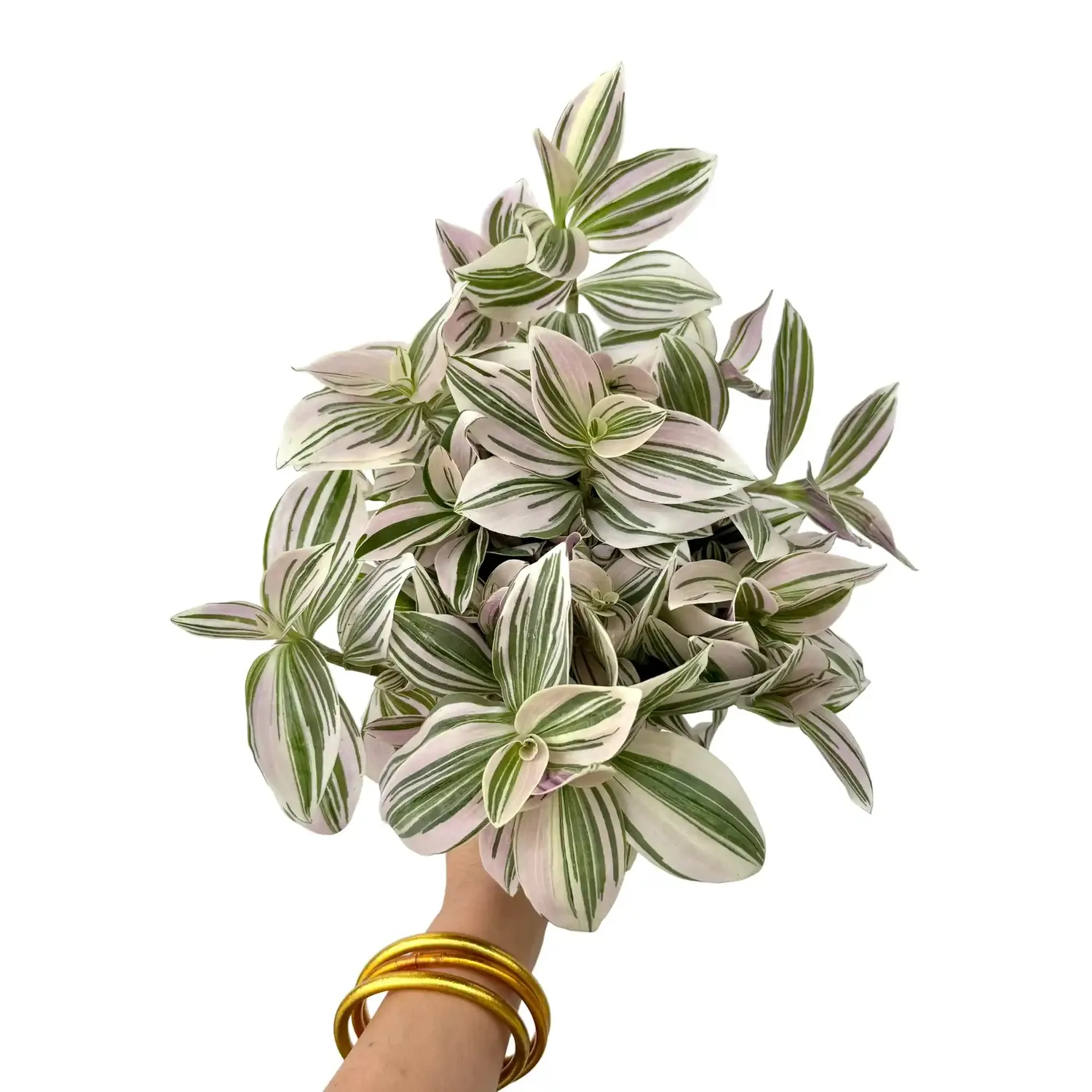 Plant and Stories Tradescantia Unicorn plante pot 8 cm nacré