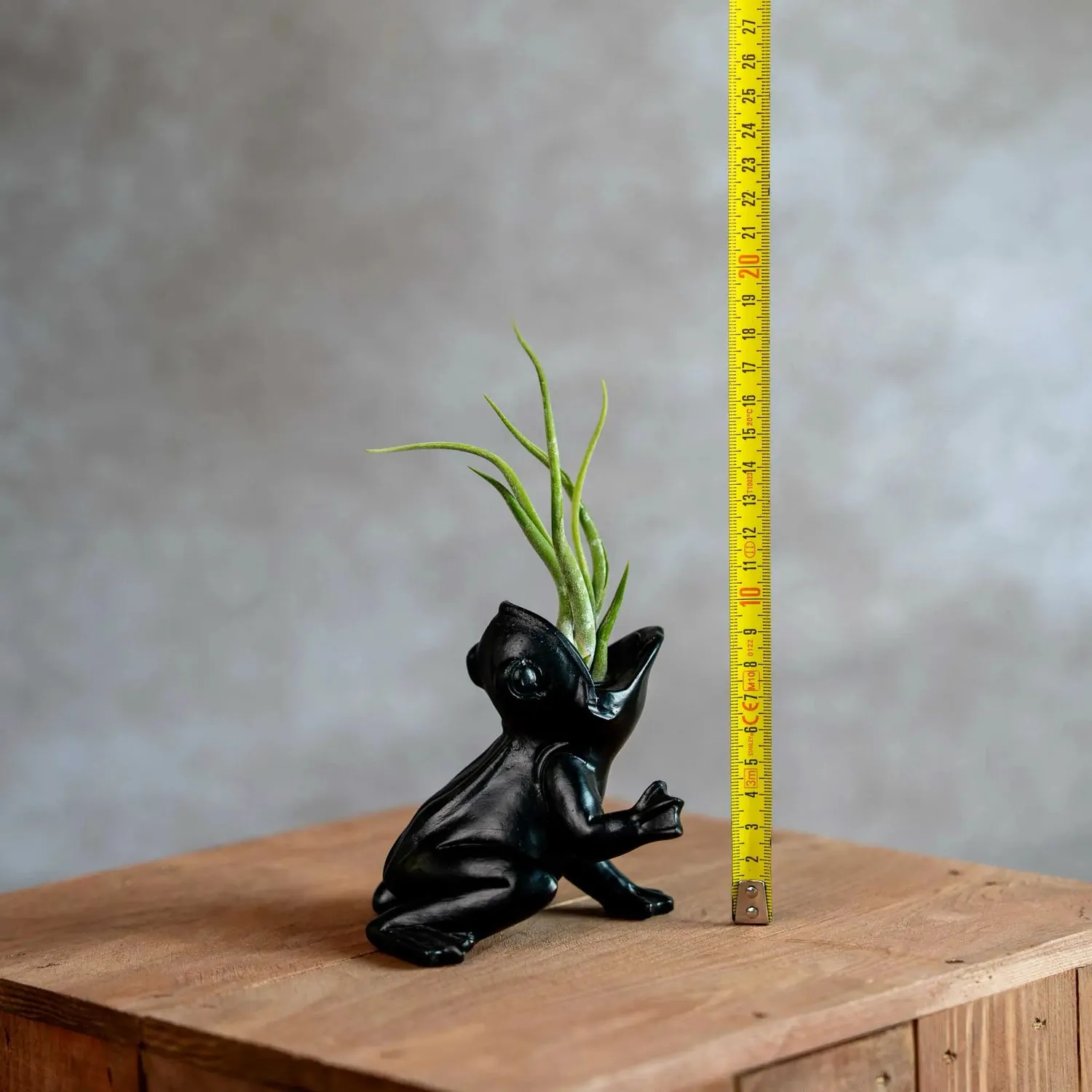 Airplantshop Koele Kikker grenouille 10 cm ionantha