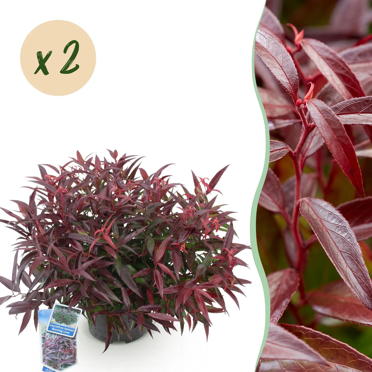 Plant and Stories Leucothoé Burning Love arbuste pot 17 cm ombre