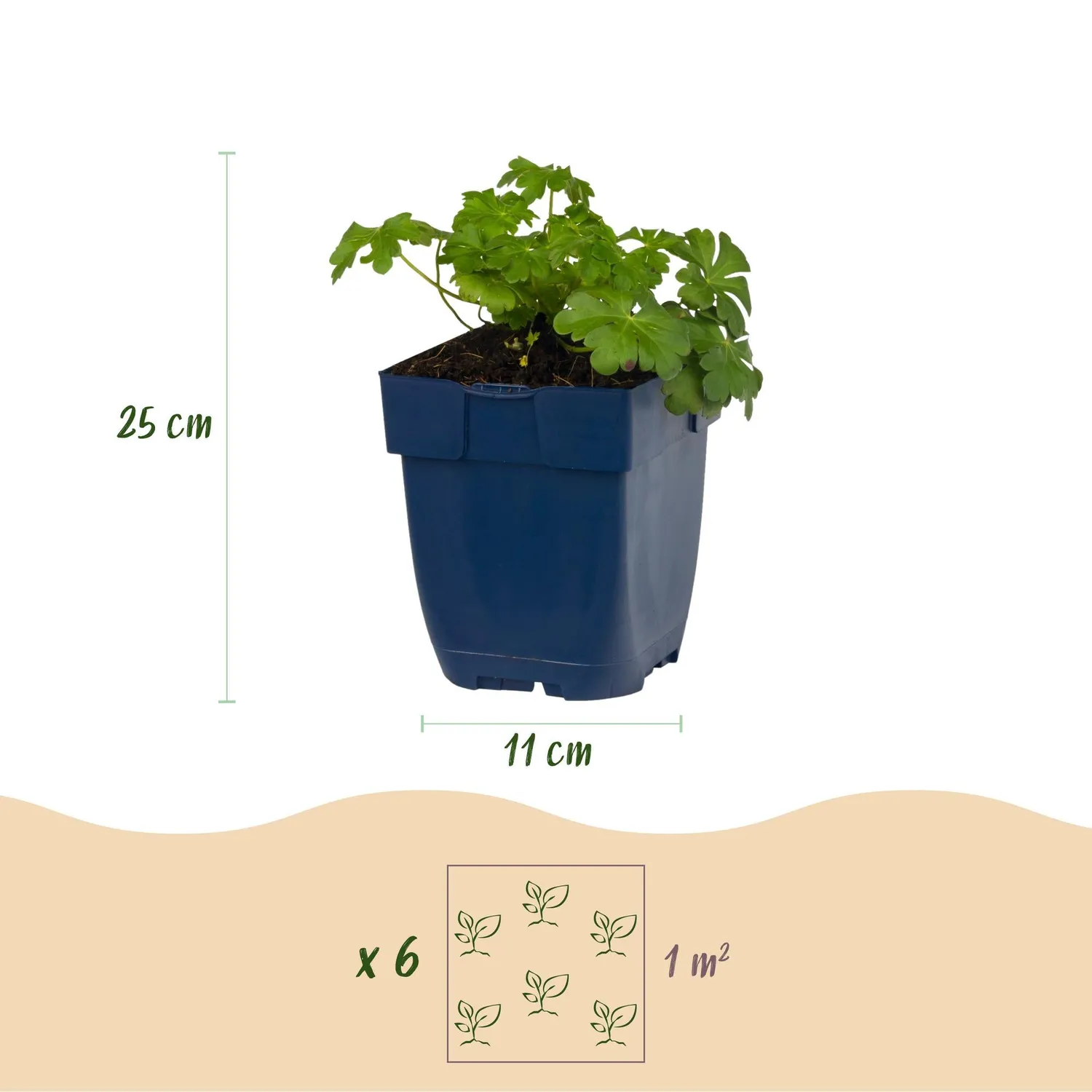 Plant and Stories Czakor géranium couvre-sol 1 plant rustique