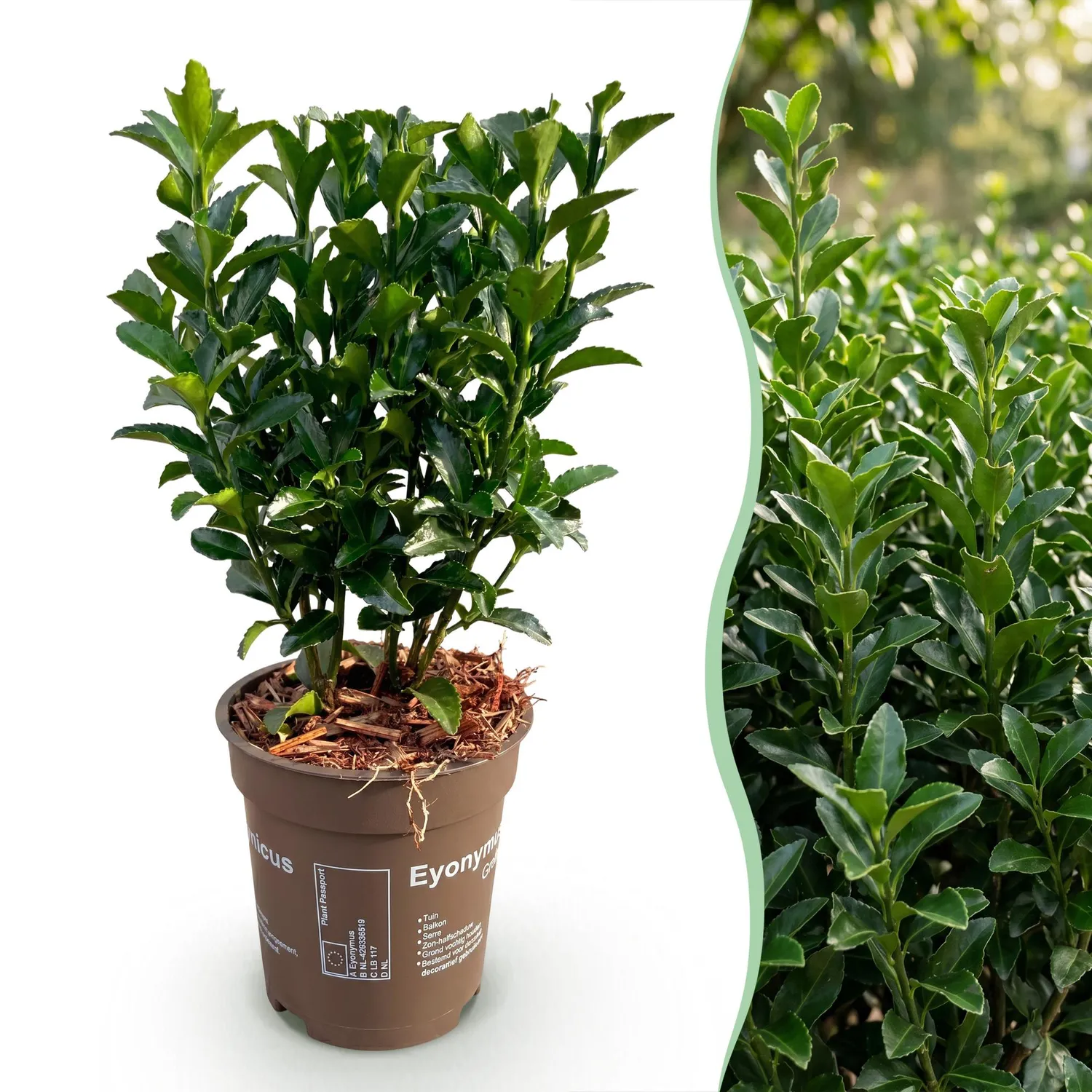 Plant and Stories Fusain Green Spire haie persistante 8 plants 9cm