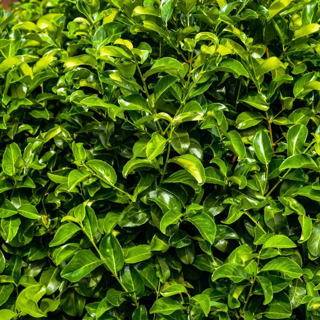 Plant and Stories Laurier-cerise Rotundifolia plante de haie lot 6 persistant