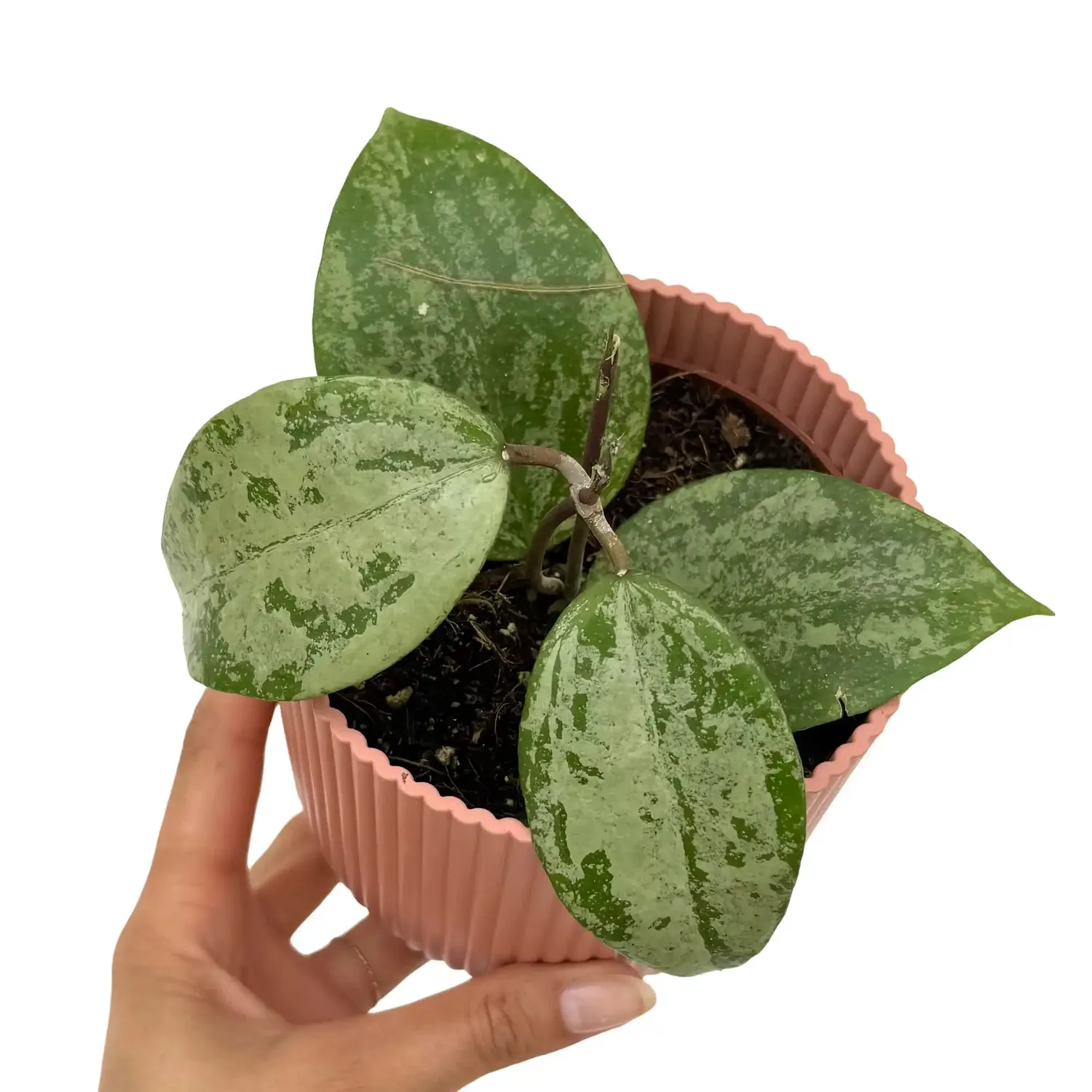 Plant and Stories Hoya Verticillata Nganjuk Plante Pot 6cm Grimpante