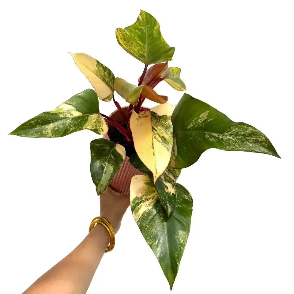 Plant and Stories Philodendron Strawberry Shake plante pot 14 cm
