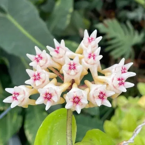 Plant and Stories Splash hoya Mitrata plante argentée pot 10 cm