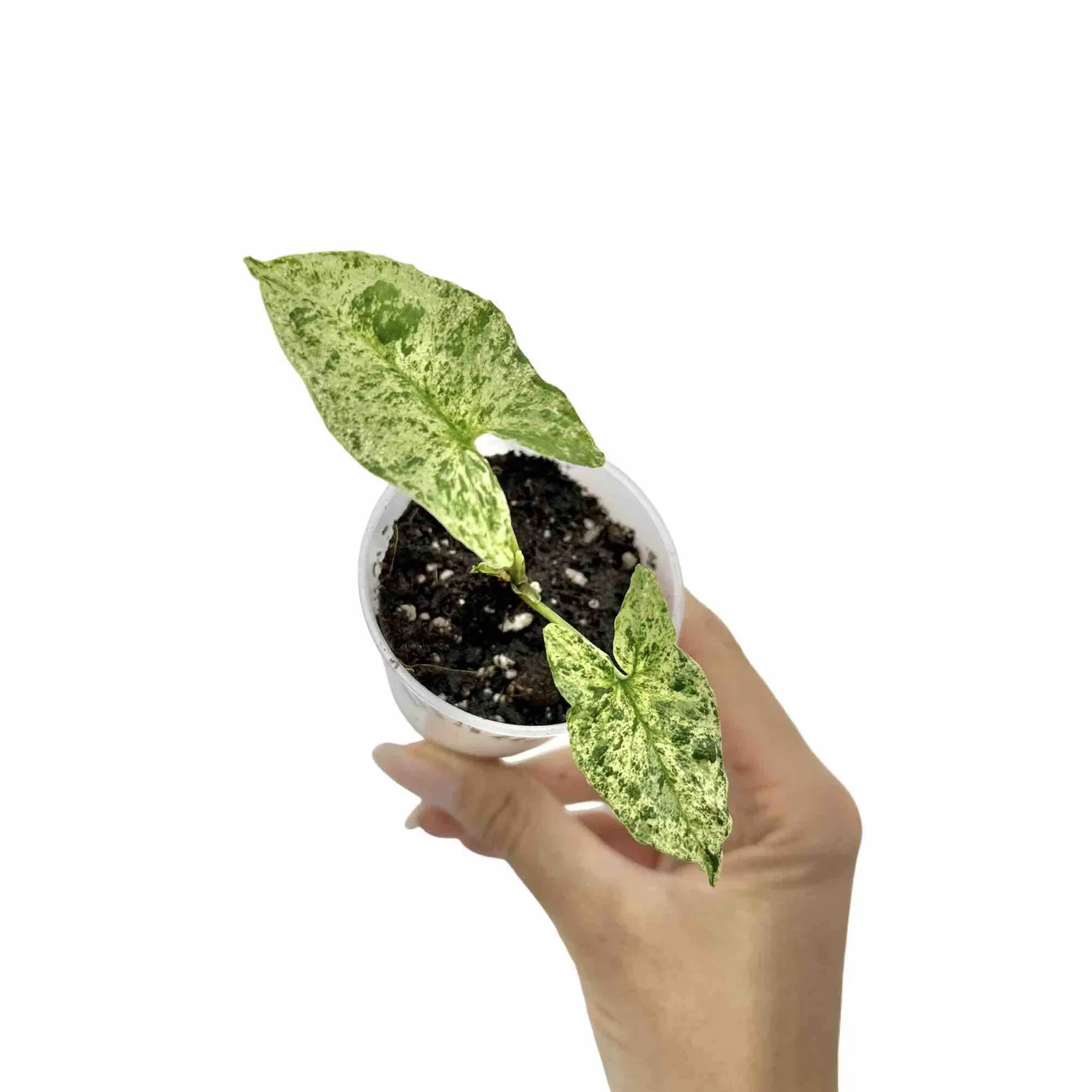 Syngonium Mojito plante intérieur pot 6 cm marbrée