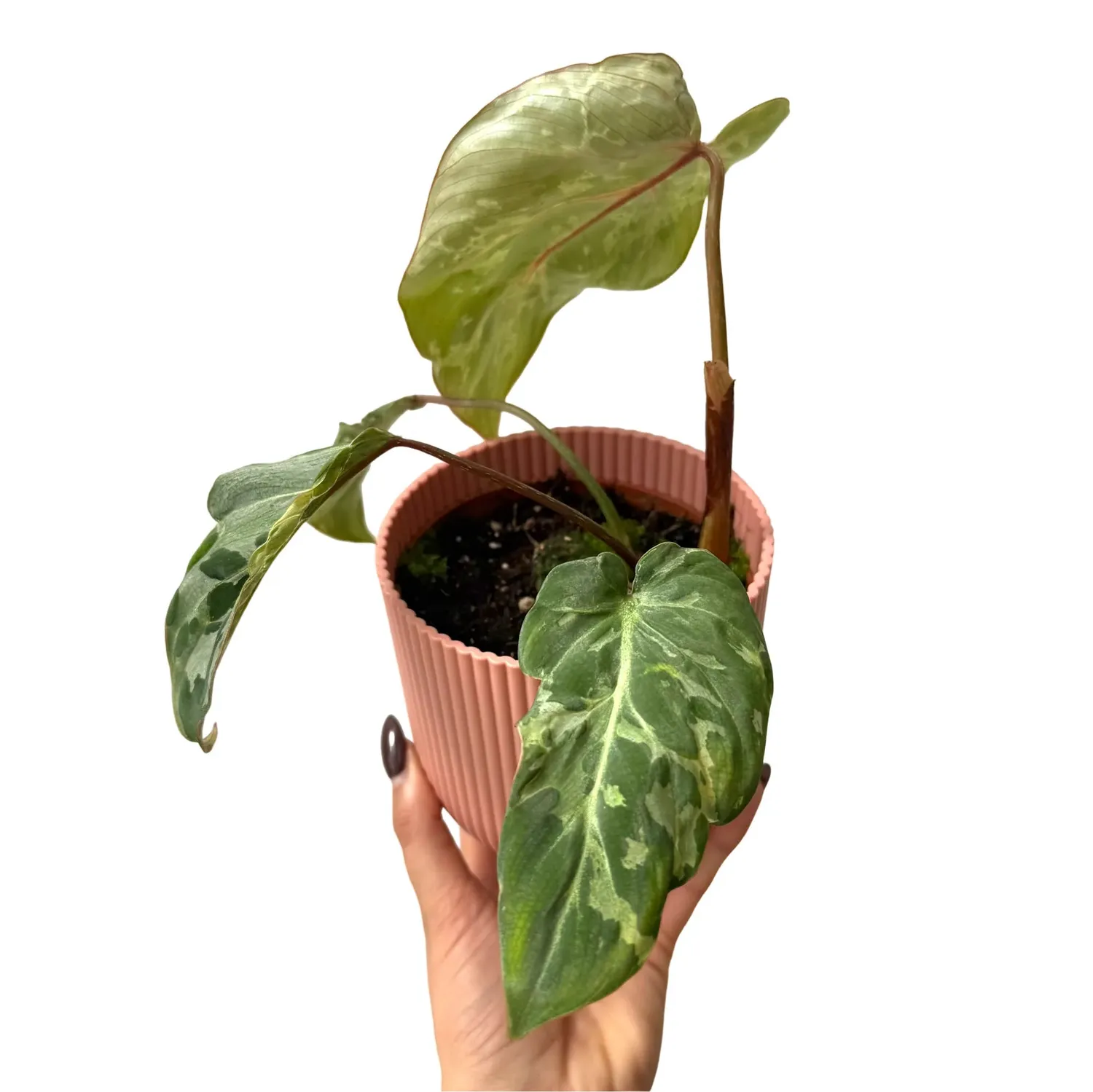 Plant and Stories Philodendron gloriosum Snow Leopard pot 10,5cm