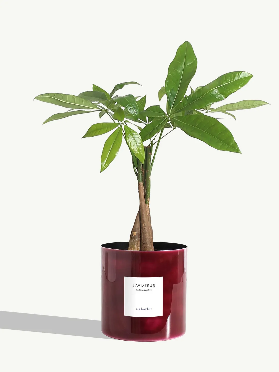 By Charlot L'Aviateur plante anthurium clarinervium 14 cm
