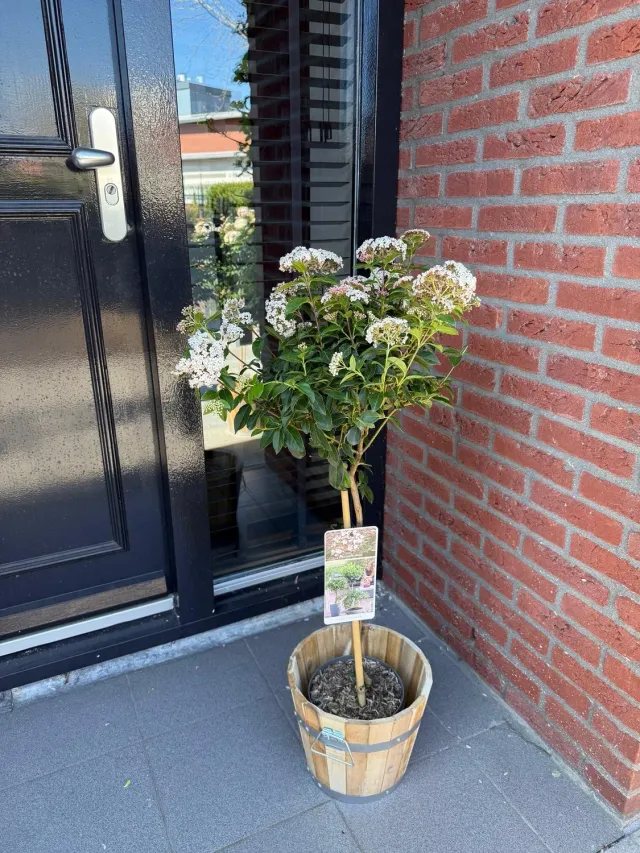 Plant and Stories Viorne Viburnum arbuste fleuri pot 19 cm 90 cm parfumé