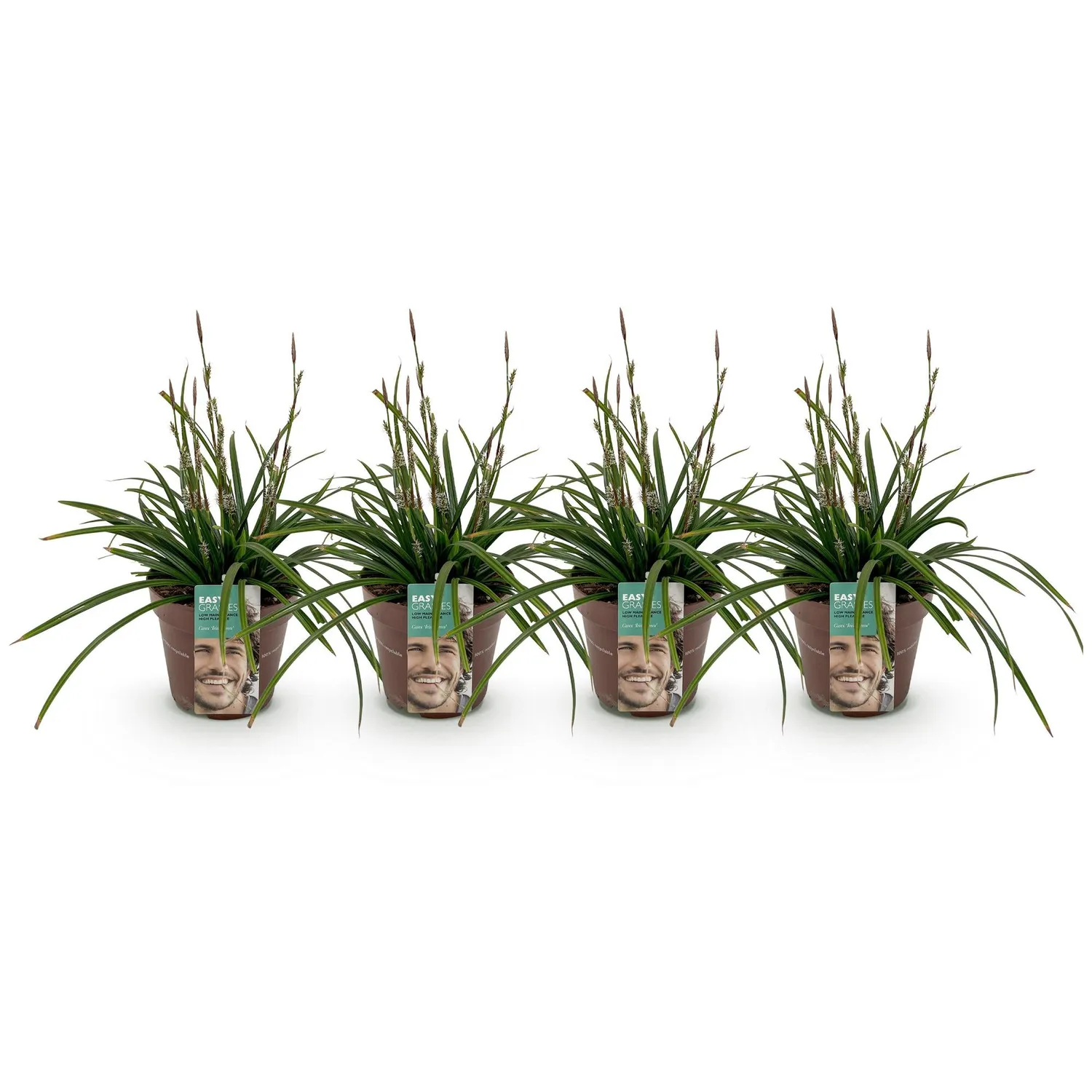 Plant and Stories Carex Irish Green graminée pot 17 cm 1 plant ombre