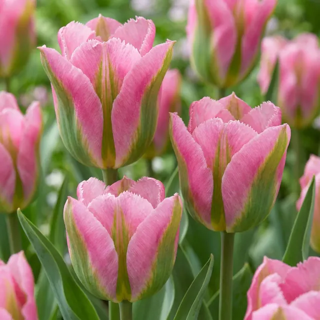 Plant and Stories Tulipe Striped Crown bulbes 12 bulbes rayée double