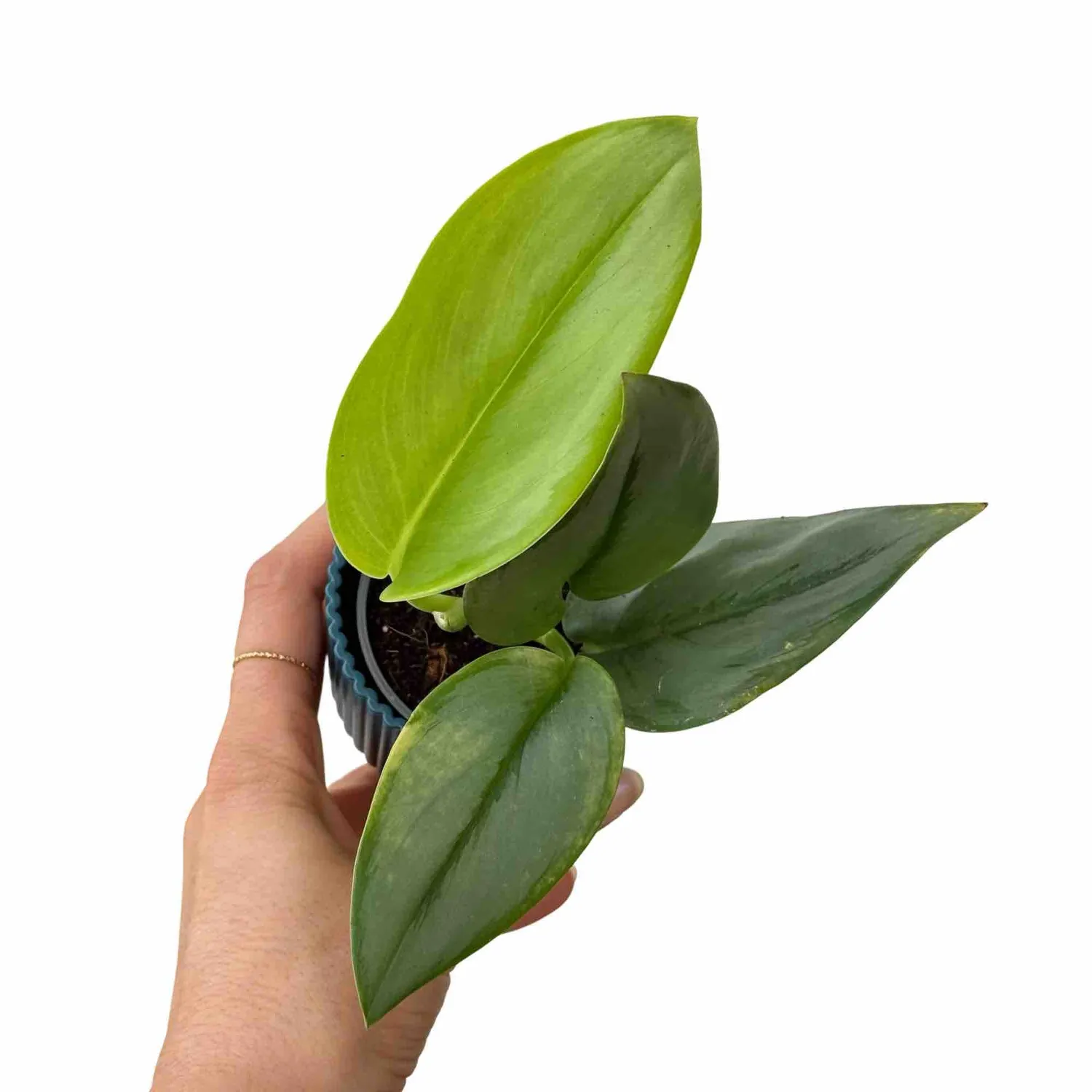 Plant and Stories Scindapsus Moonlight plante 12 cm