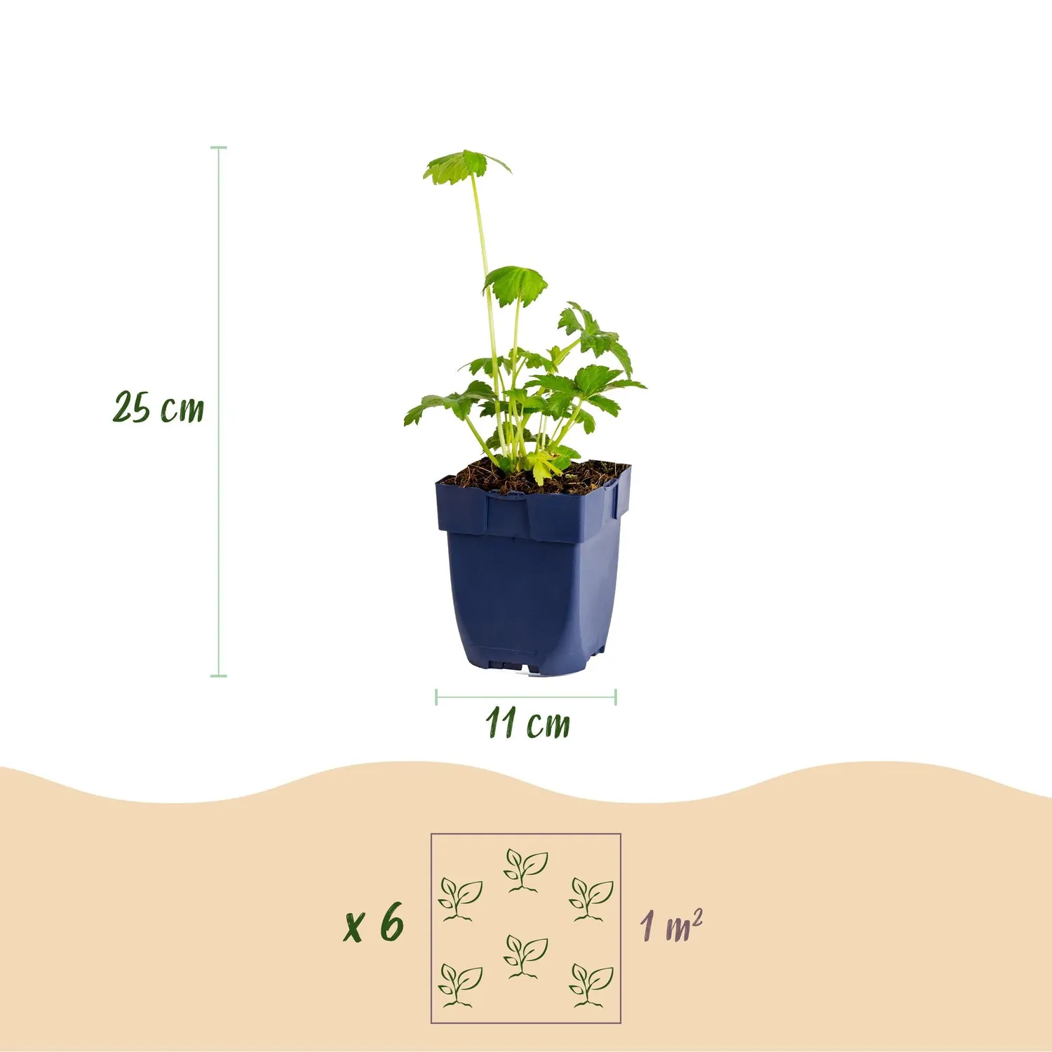 Plant and Stories Major astrance vivace pot 11 cm 1 plant