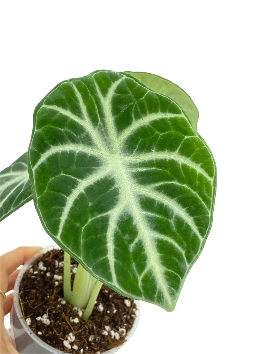 Plant and Stories Alocasia Black Ninja plante pot 11cm noire