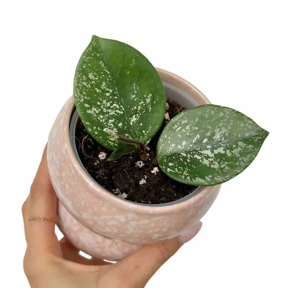 Plant and Stories Hoya Parasitica Splash plante 10,5 cm marbrée