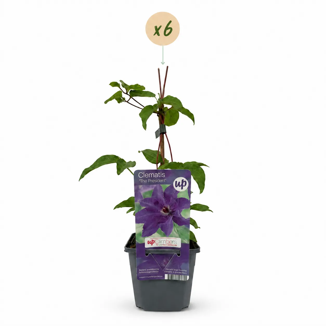 Plant and Stories Clematite The President grimpante lot 4 plants fleurs bleu