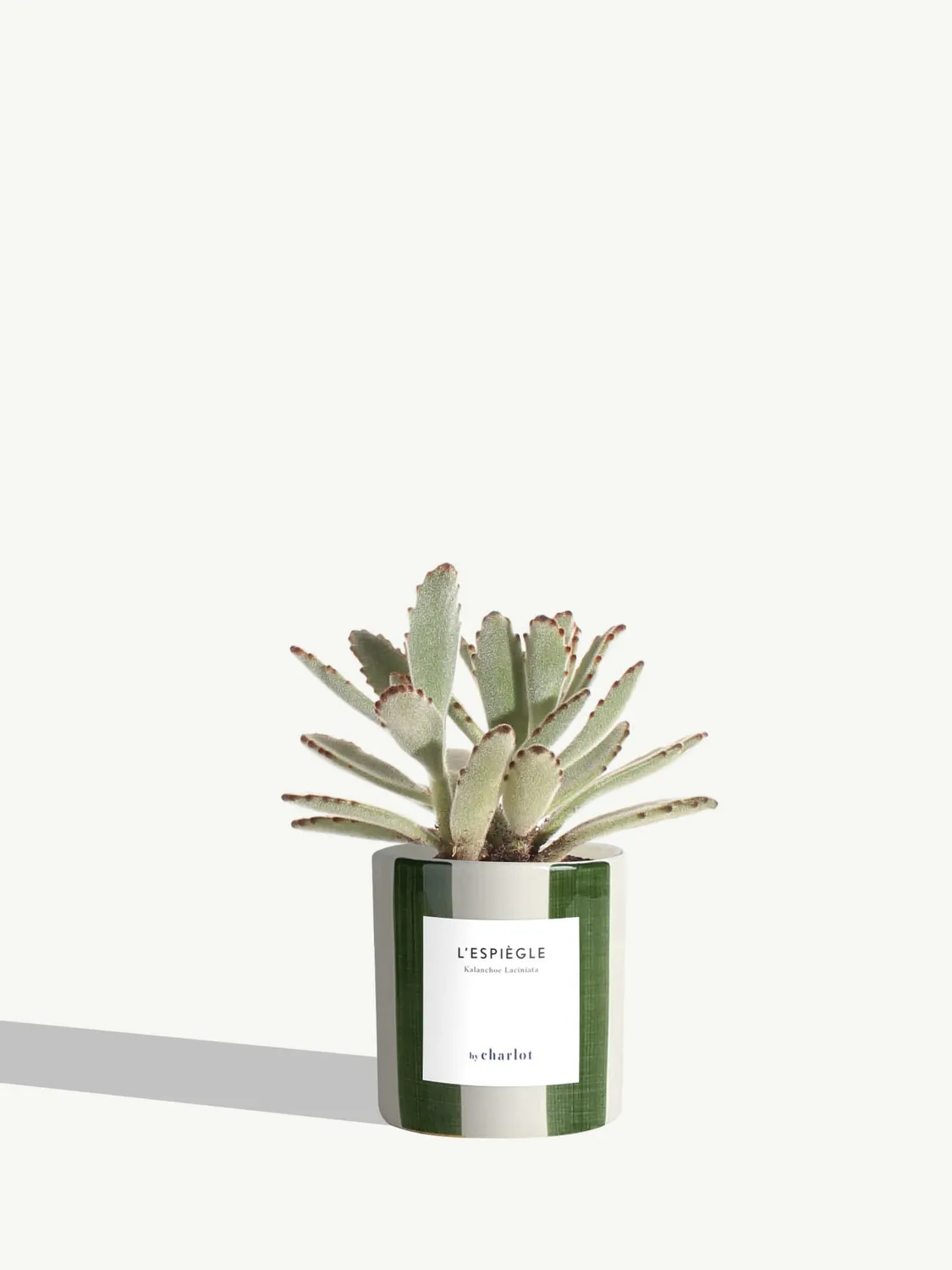 By Charlot L’Espiègle kalanchoe plante XS pot 8 cm