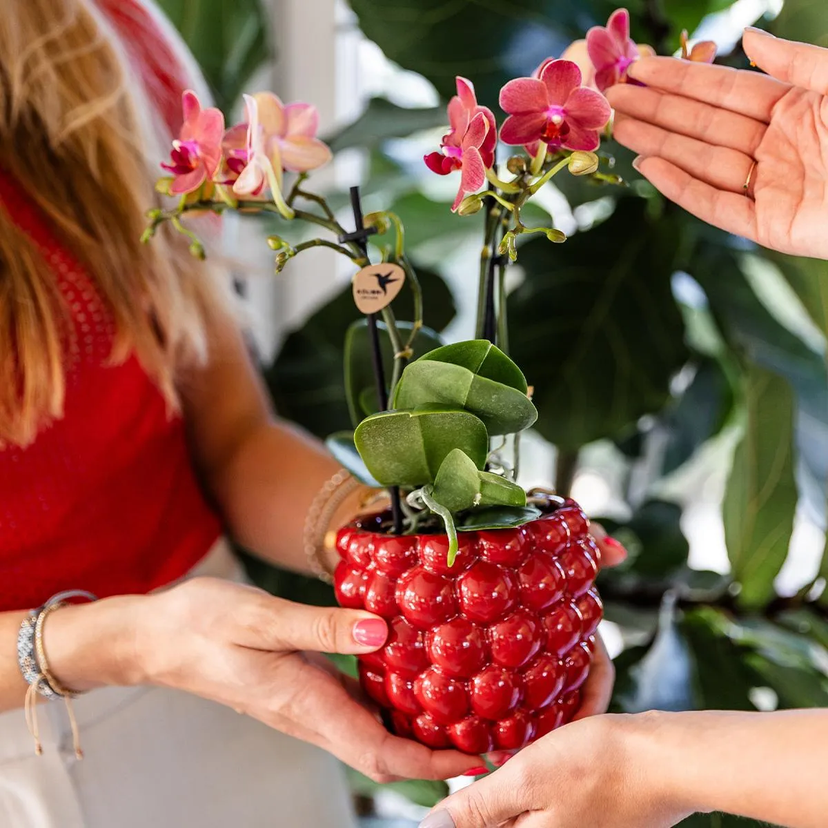 Plant and Stories Cache-pot céramique rouge 12 cm plante