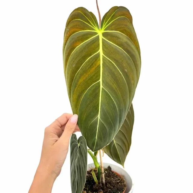 Plant and Stories Philodendron Melanochrysum plante pot 12cm velours