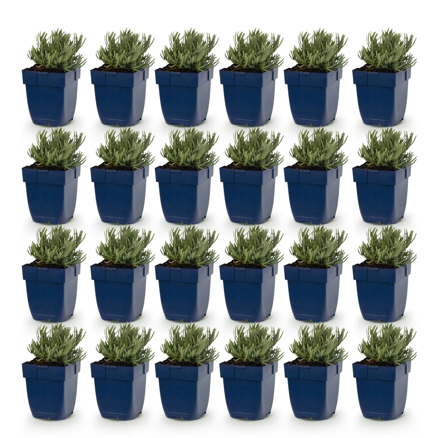 Plant and Stories Lavande Rosea aromatique pot 11 cm rose