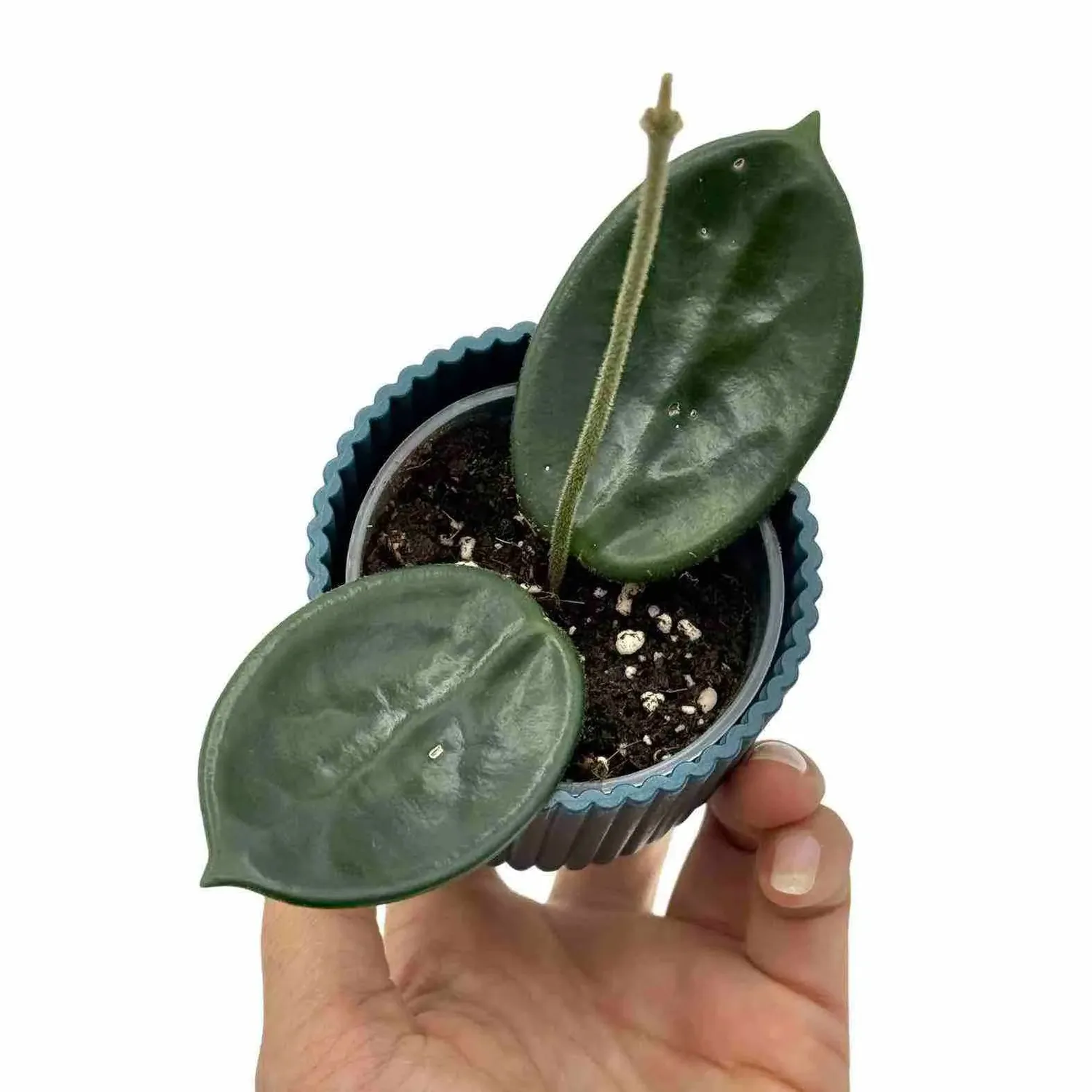 Plant and Stories Hoya Vangviengiensis plante pot 6cm veloutée