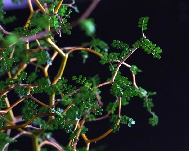 AQUAPHYTE Shosei-en Ichi kokedama sophora extérieur