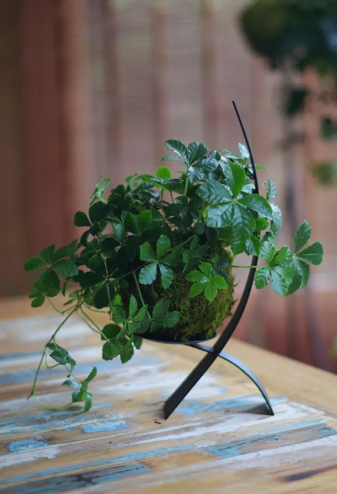 AQUAPHYTE Striata kokedama Ni vigne tropicale 10 cm