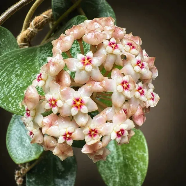 Plant and Stories Hoya Verticillata Nganjuk Plante Pot 6cm Grimpante