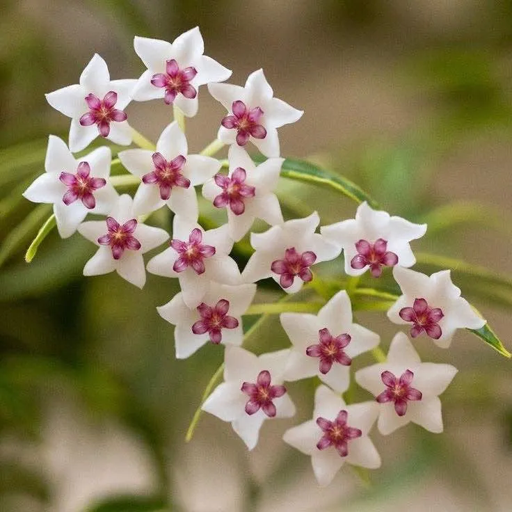 Plant and Stories Bella Variegata hoya 8 cm panaché