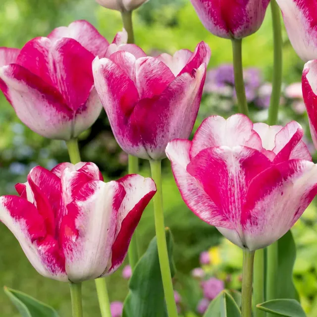 Plant and Stories Tulipe Mata Hari bulbes 12 bulbes rose blanc