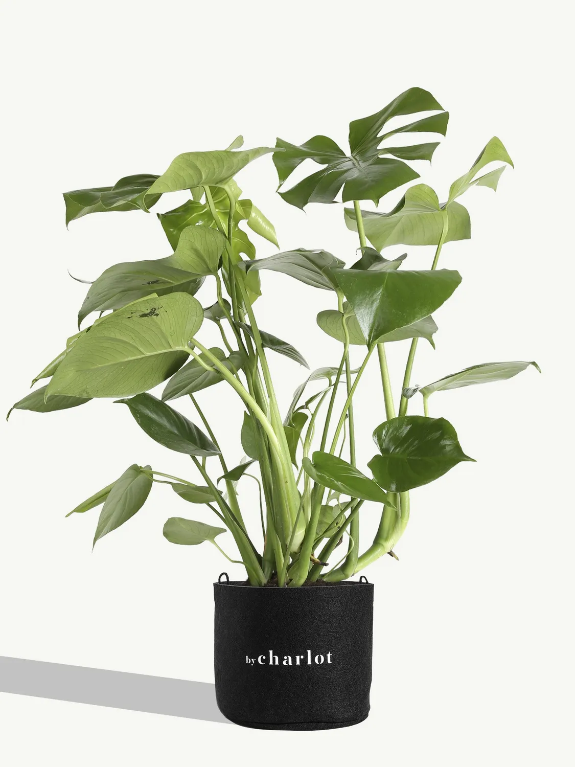 By Charlot La Sauvage plante monstera 50-60 cm