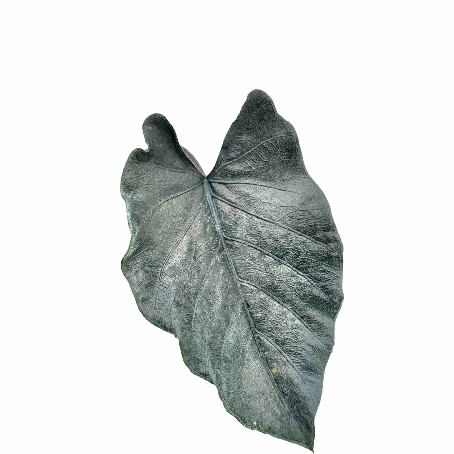 Plant and Stories Antoro Velvet alocasia 6 cm feuilles veloutées