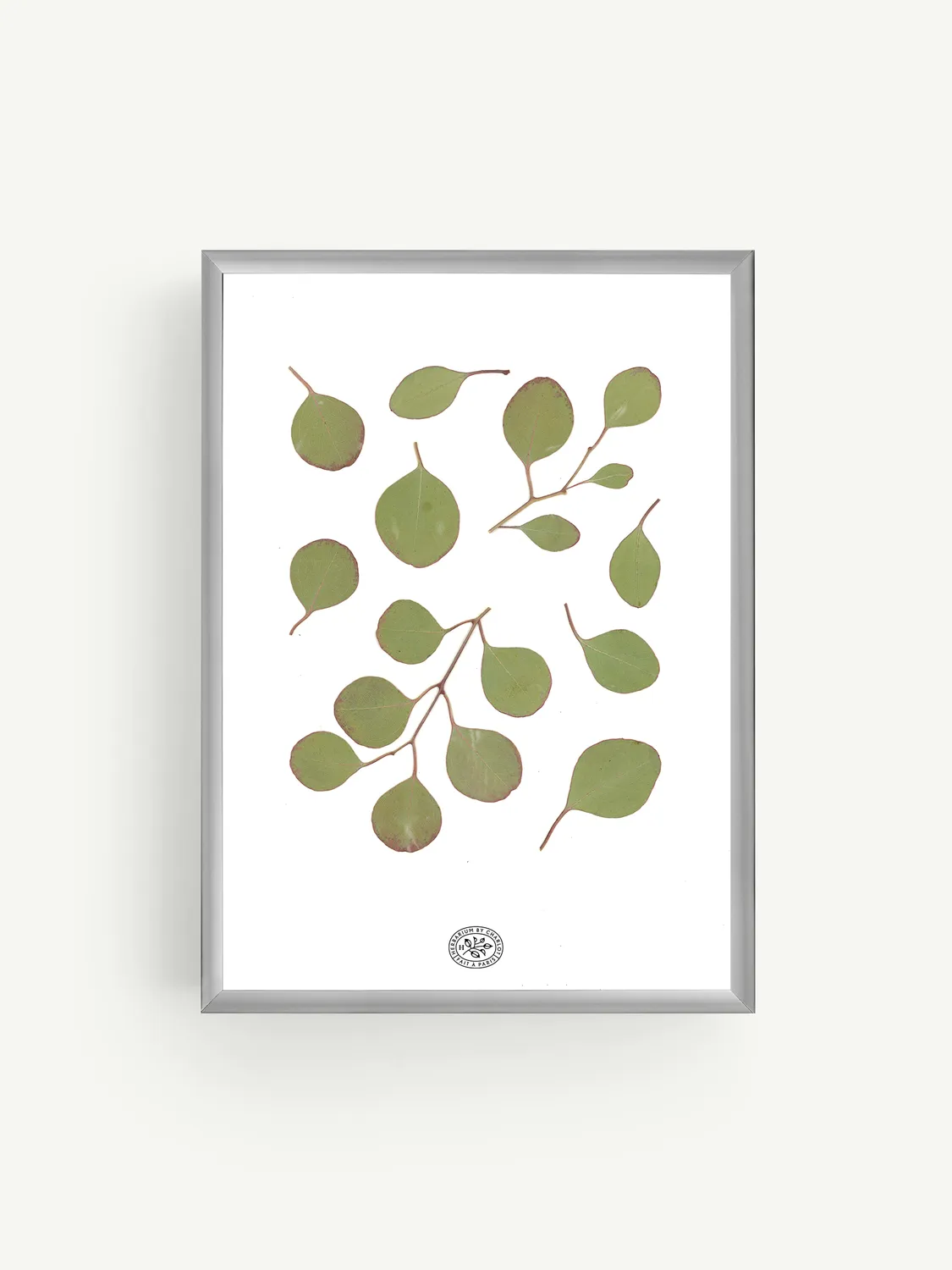 By Charlot herbier Eucalyptus Blanc 21x30 cm