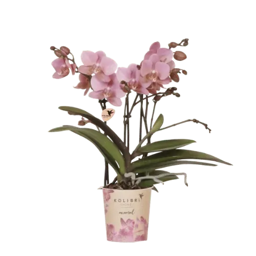 Plant and Stories Phalaenopsis Jewel Treviso orchidée vieux rose pot 9 cm