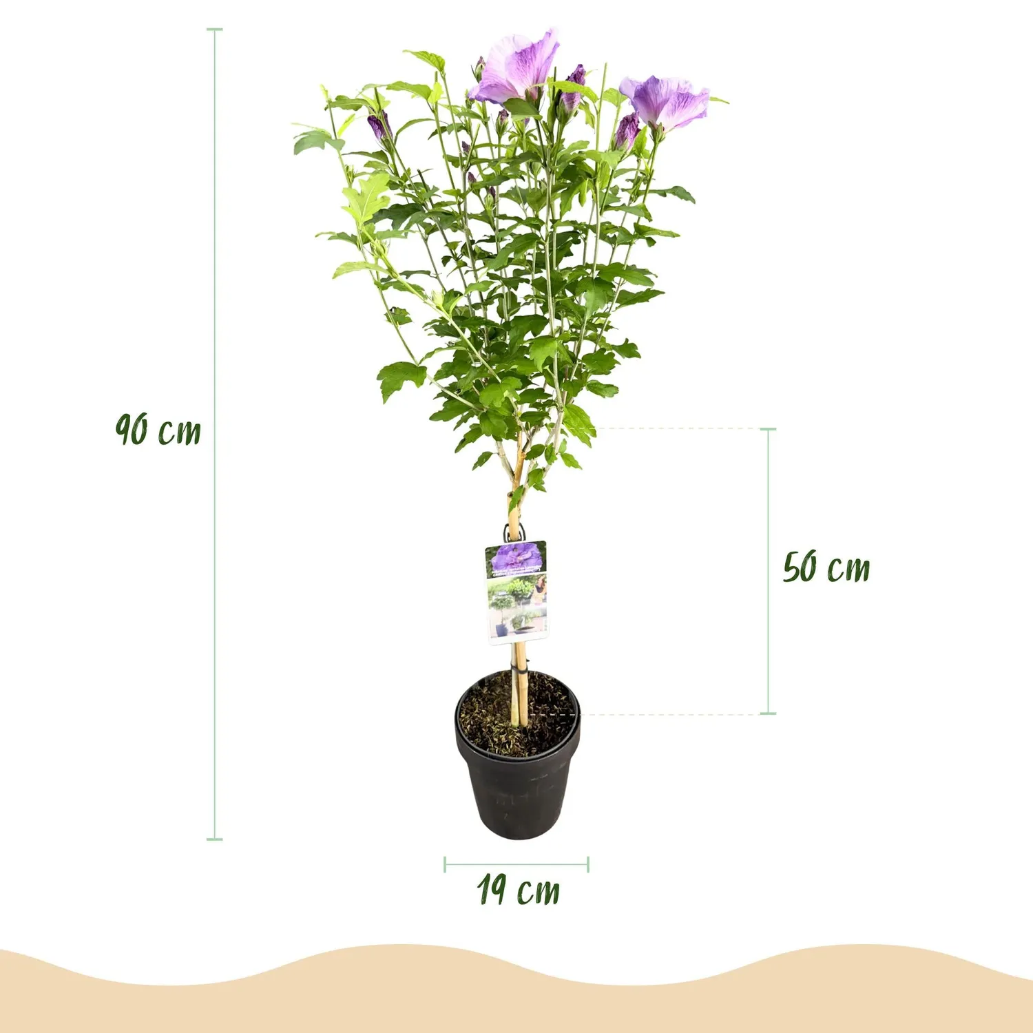 Plant and Stories Hibiscus Lavender Chiffon arbuste fleuri pot 19 cm