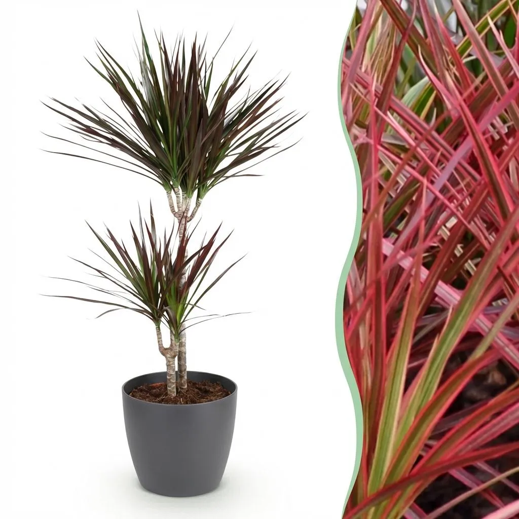 Plant and Stories Dracaena Magenta dragonnier pot 17 cm bordeaux