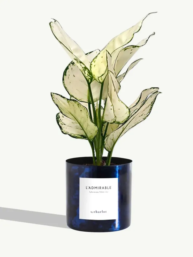 By Charlot L'Admirable Aglaonema White Joy 30-35 cm pot S