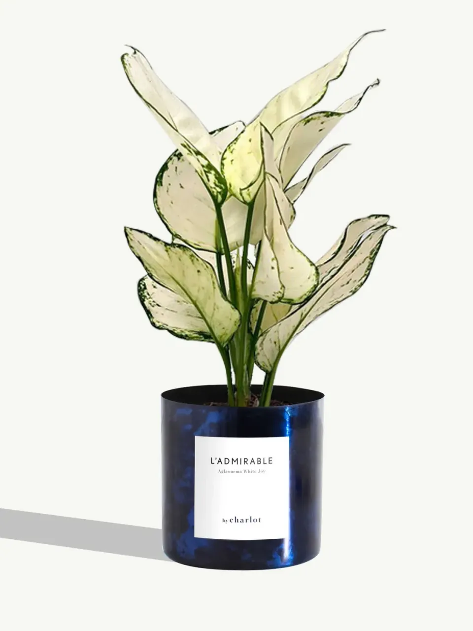 By Charlot L'Admirable Aglaonema White Joy 30-35 cm pot S
