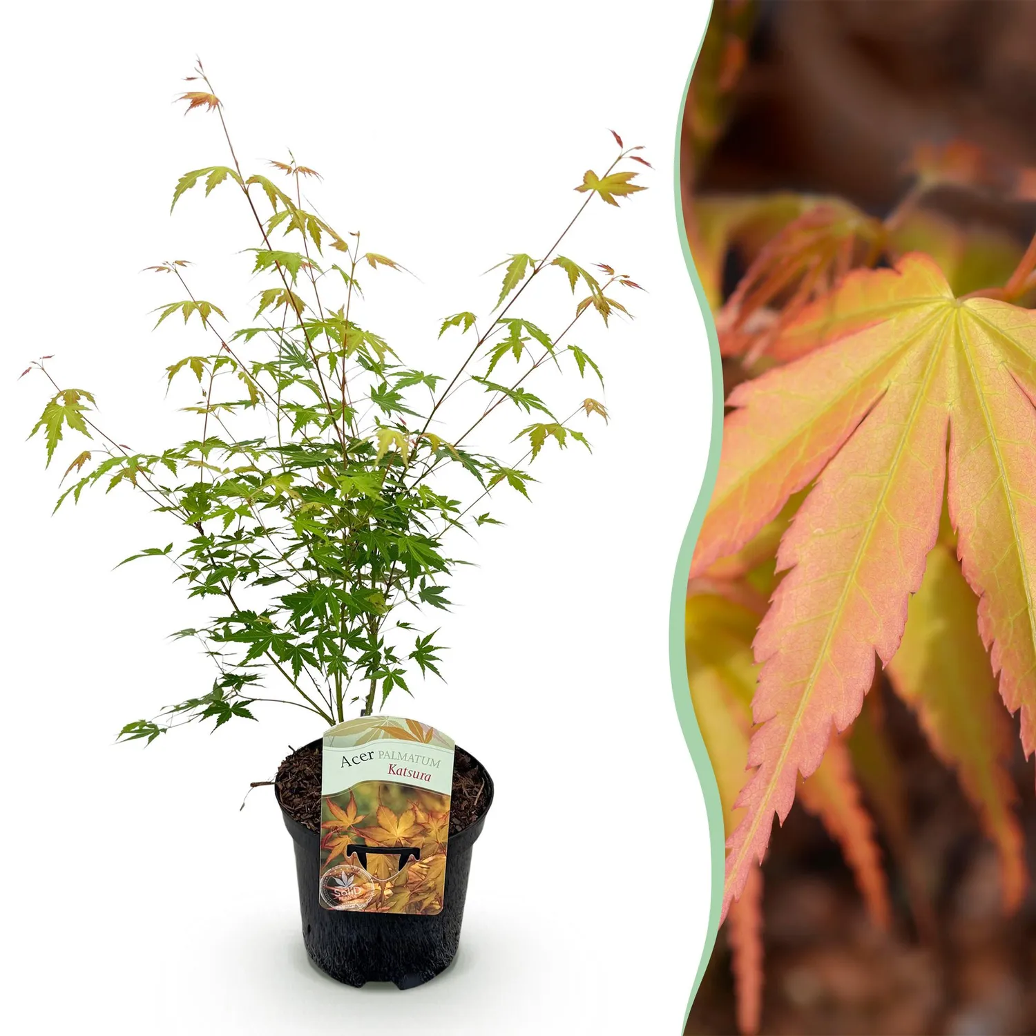 Plant and Stories Acer Katsura érable pot 19 cm flamboyant