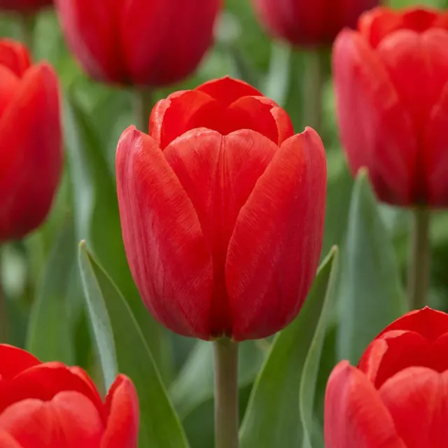 Plant and Stories Tulipe Triumph rouge bulbes 30 bulbes calibre