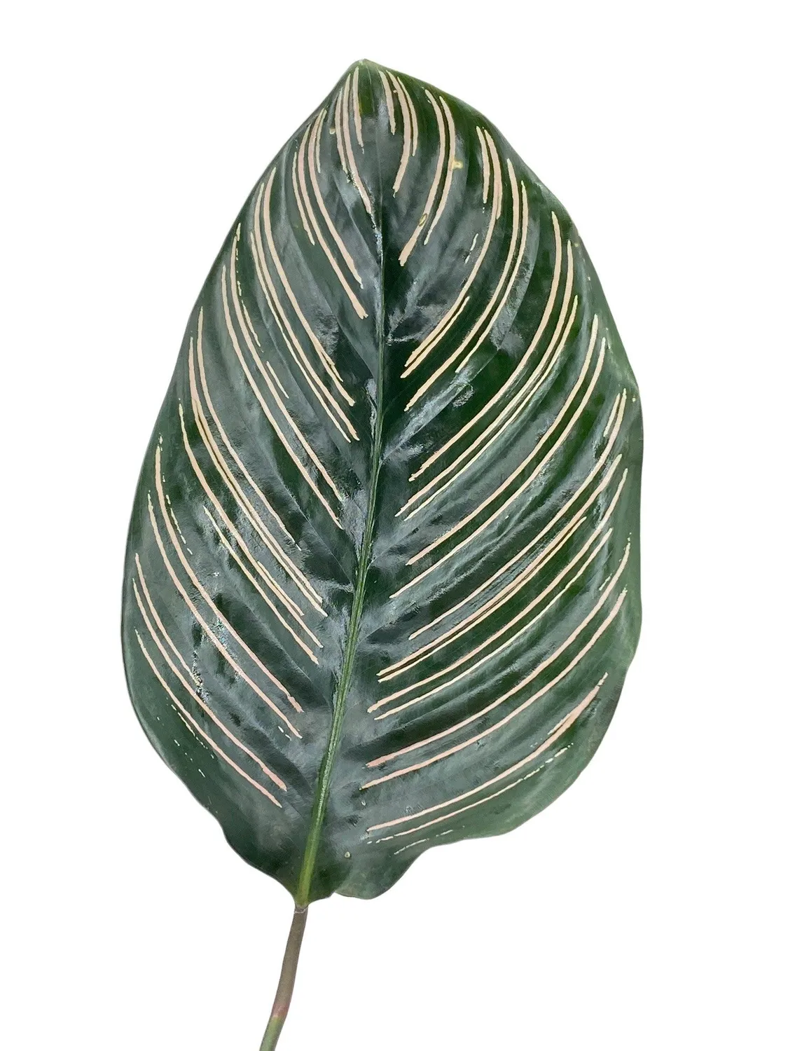 Plant and Stories Ornata Calathea plante pot 6 cm rayures roses