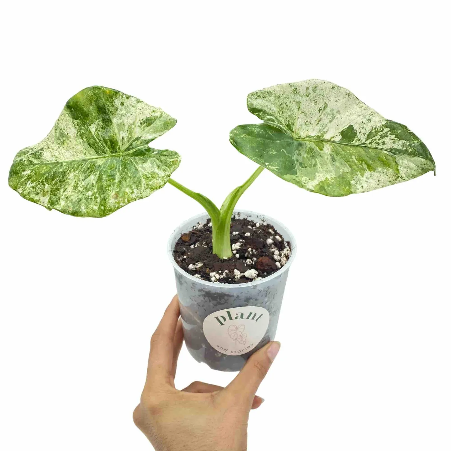 Plant and Stories Alocasia Odora Batik Variegata panachée pot 12 cm