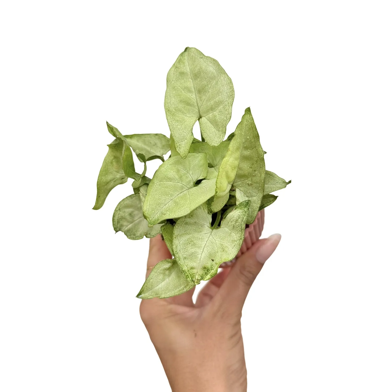 Plant and Stories Syngonium White Butterfly plante pot 6cm