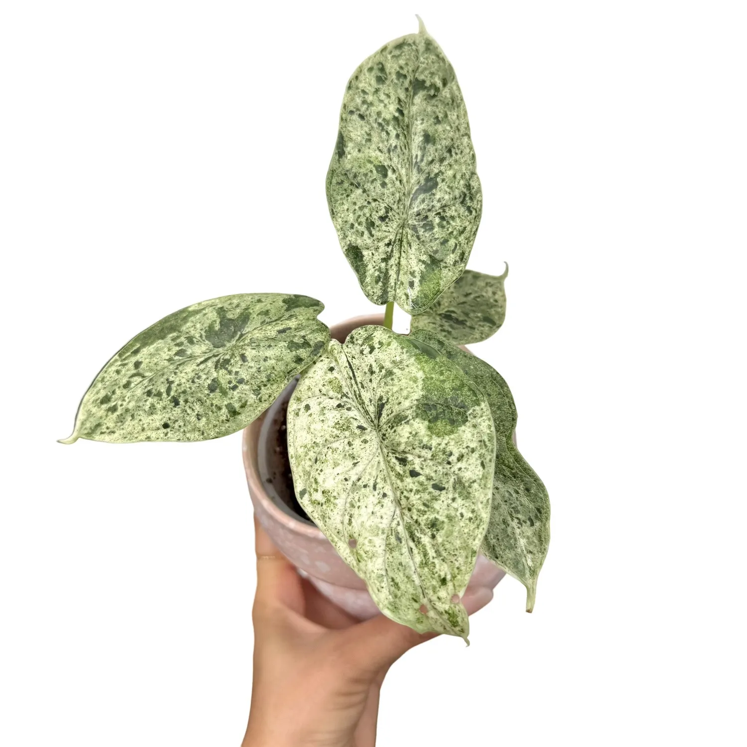 Plant and Stories Marble Mint alocasia plante d'intérieur pot 8 cm